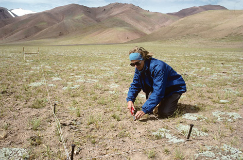 My wife Kay clips vegetation on a plot to determine biomass, species composition, and diversity.: Photograph from Tibet Wild by George B. Schaller. Reproduced by permission of Island Press.